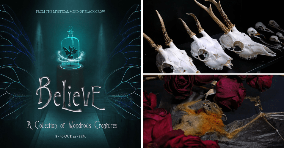 black crow taxidermy