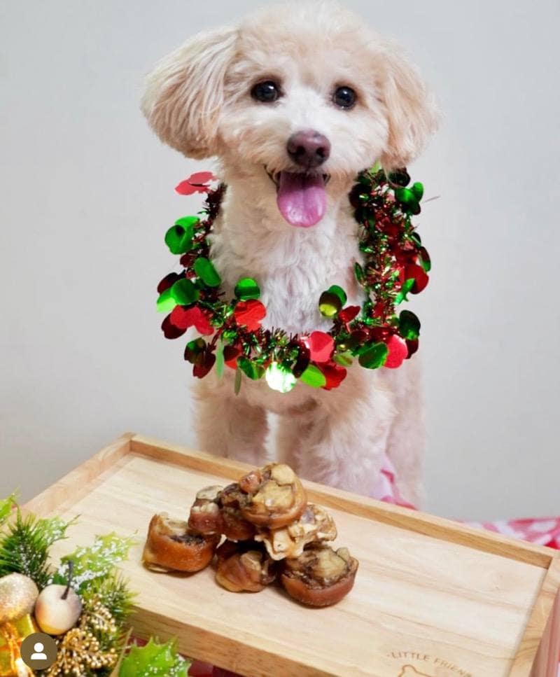 dog treat bar singapore