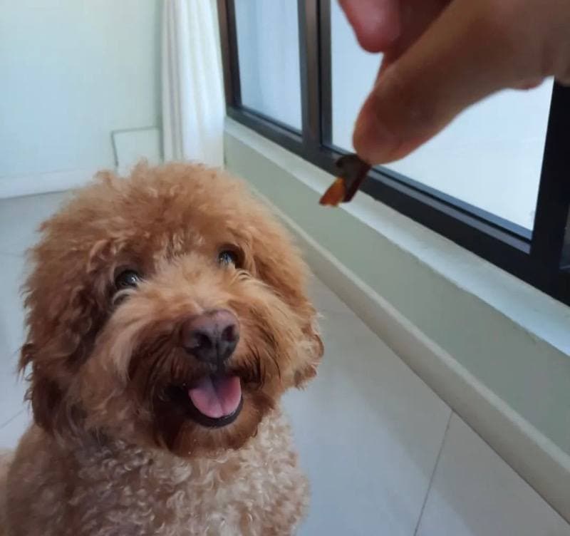 dog treat bar singapore