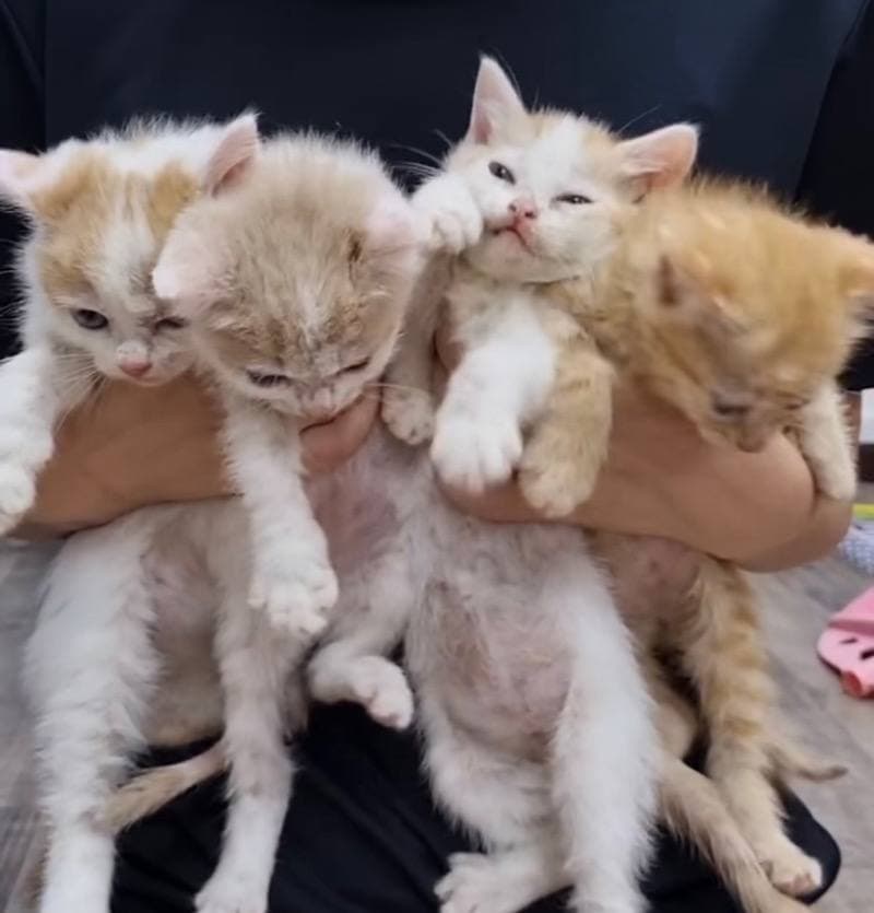 kitten sanctuary singapore