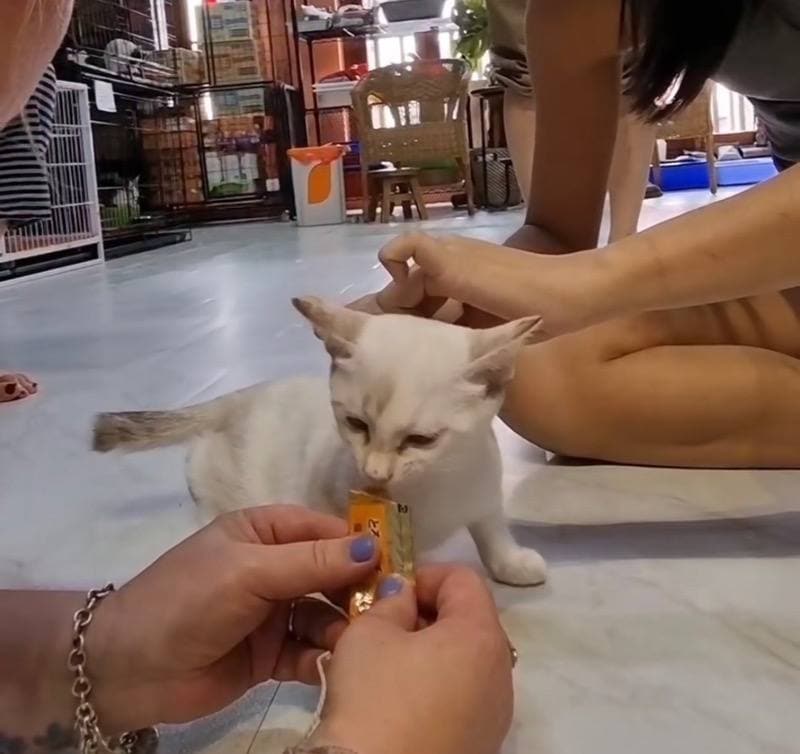 kitten sanctuary singapore