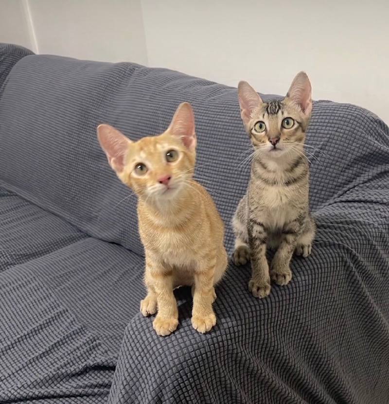 kitten sanctuary singapore