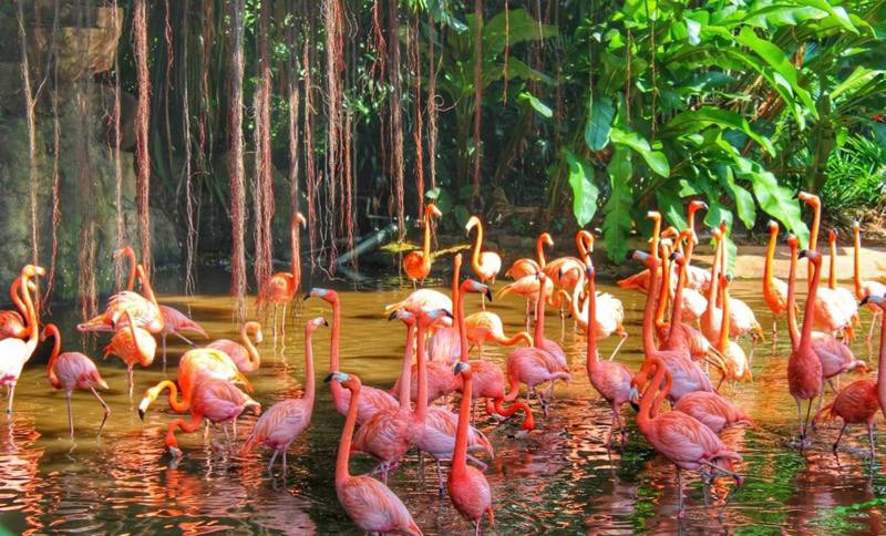 jurong bird park final flight a flight to remember
