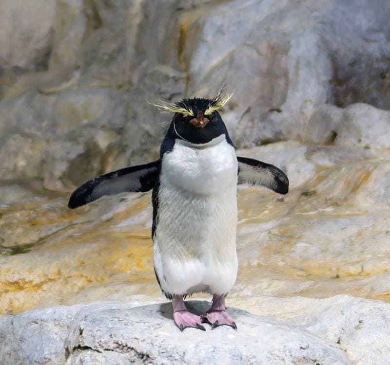 jurong bird park final flight a flight to remember