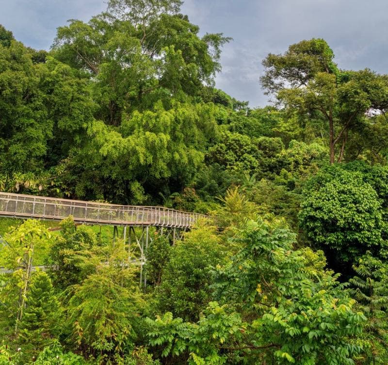 rifle range nature park bukit timah singapore new