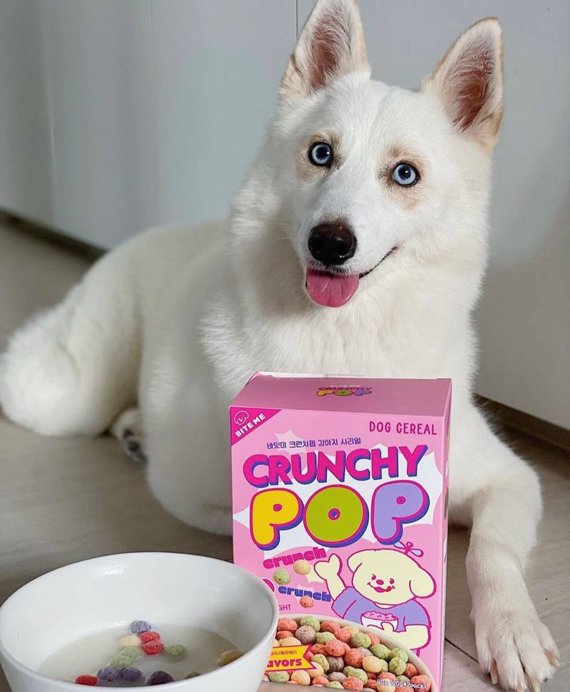 dear fluffy korean pet store singapore