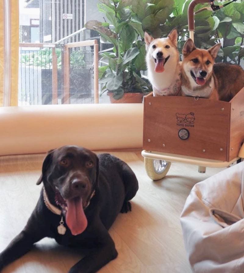 cafe treatos pet friendly cafe bugis