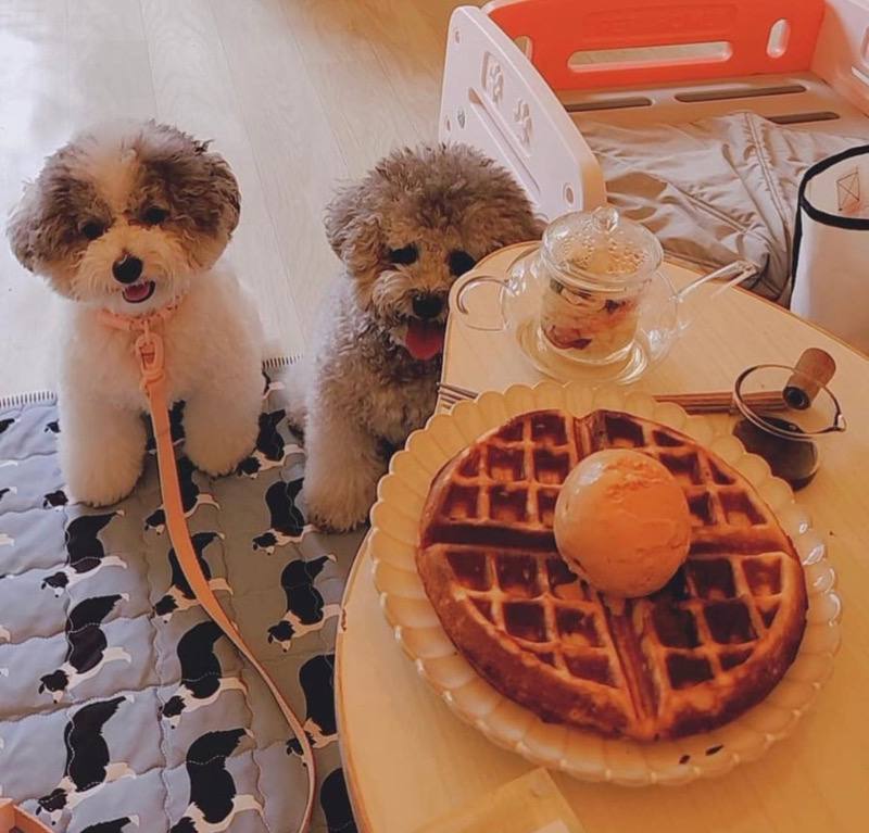 cafe treatos pet friendly cafe bugis