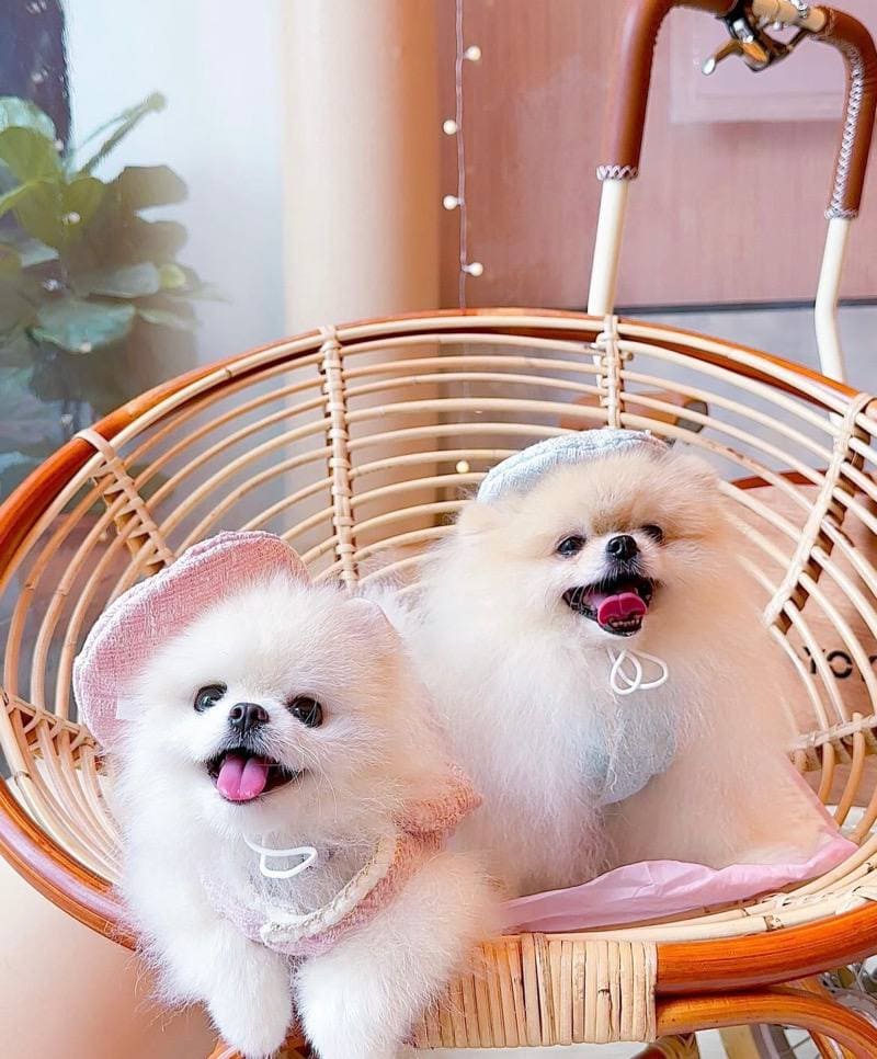 cafe treatos pet friendly cafe bugis