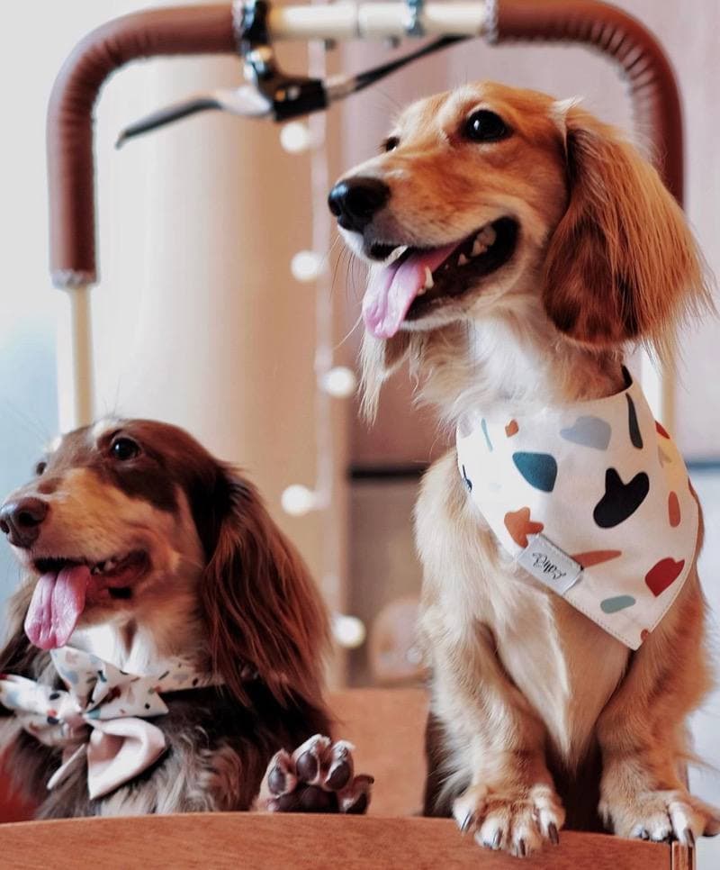 cafe treatos pet friendly cafe bugis