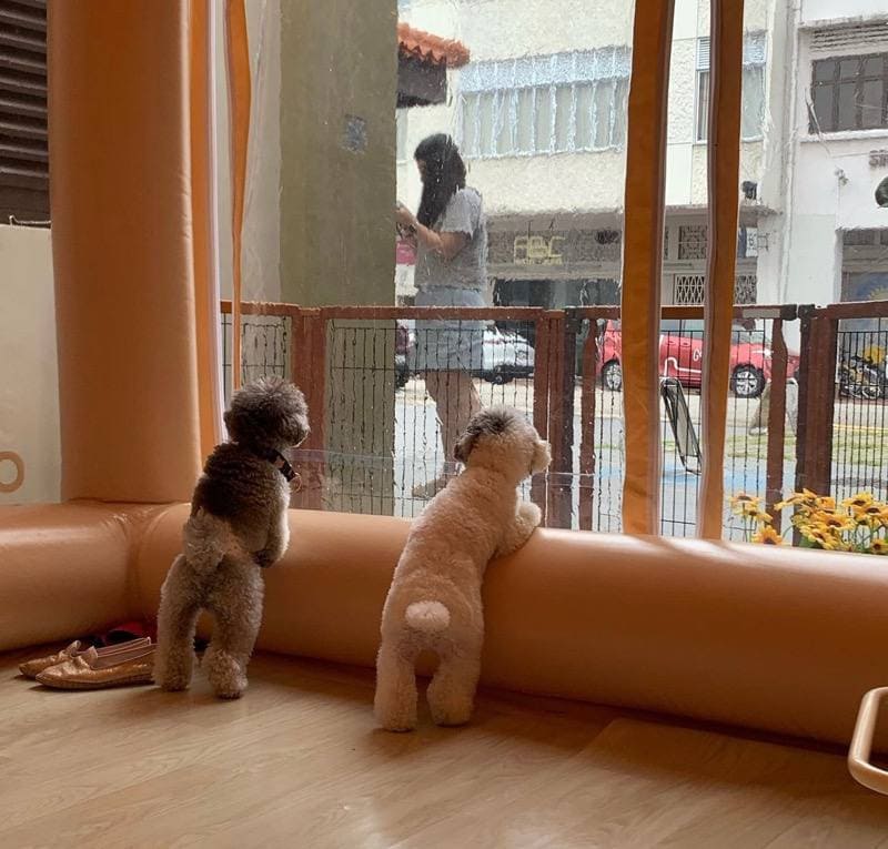 cafe treatos pet friendly cafe bugis