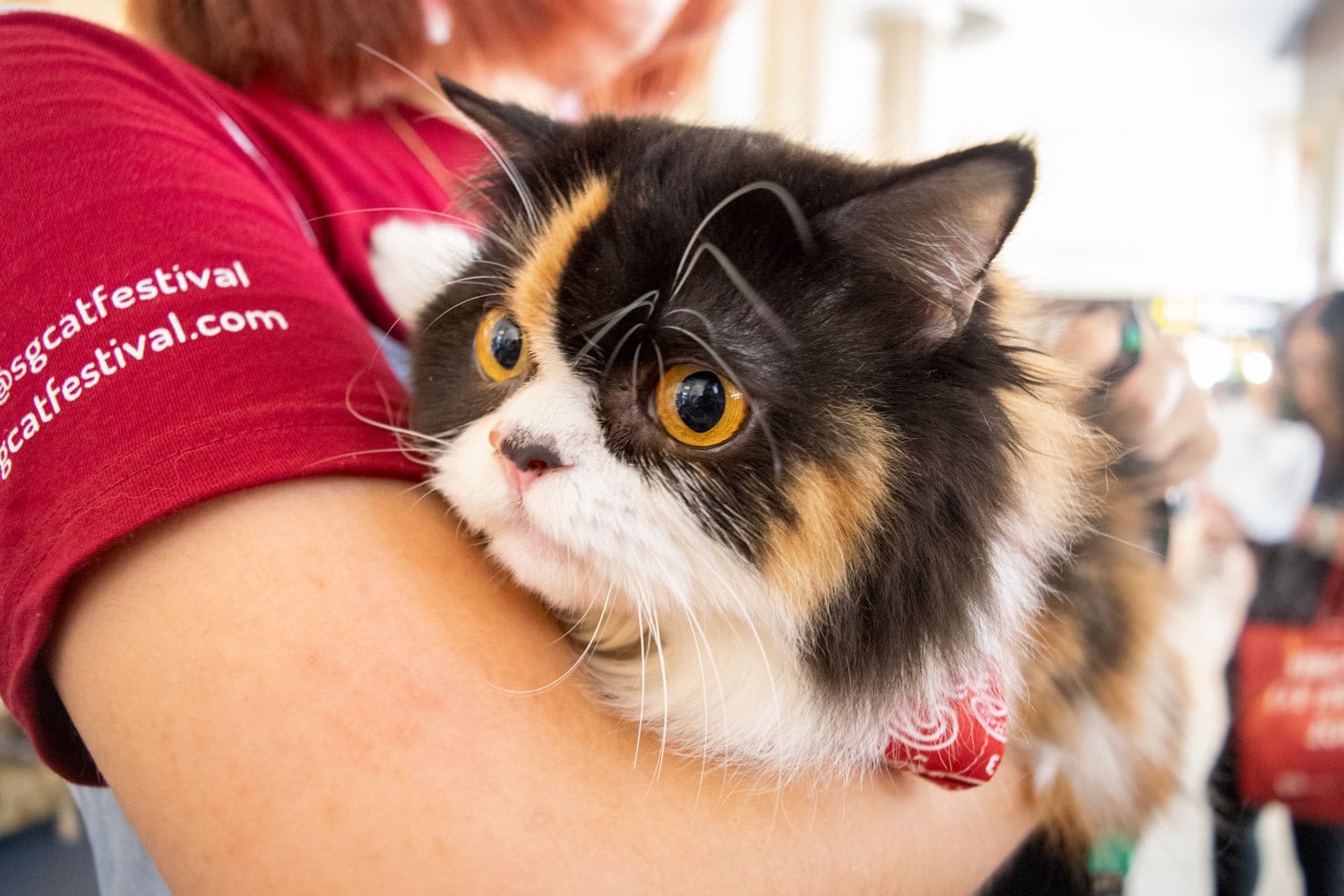 Singapore Cat Festival