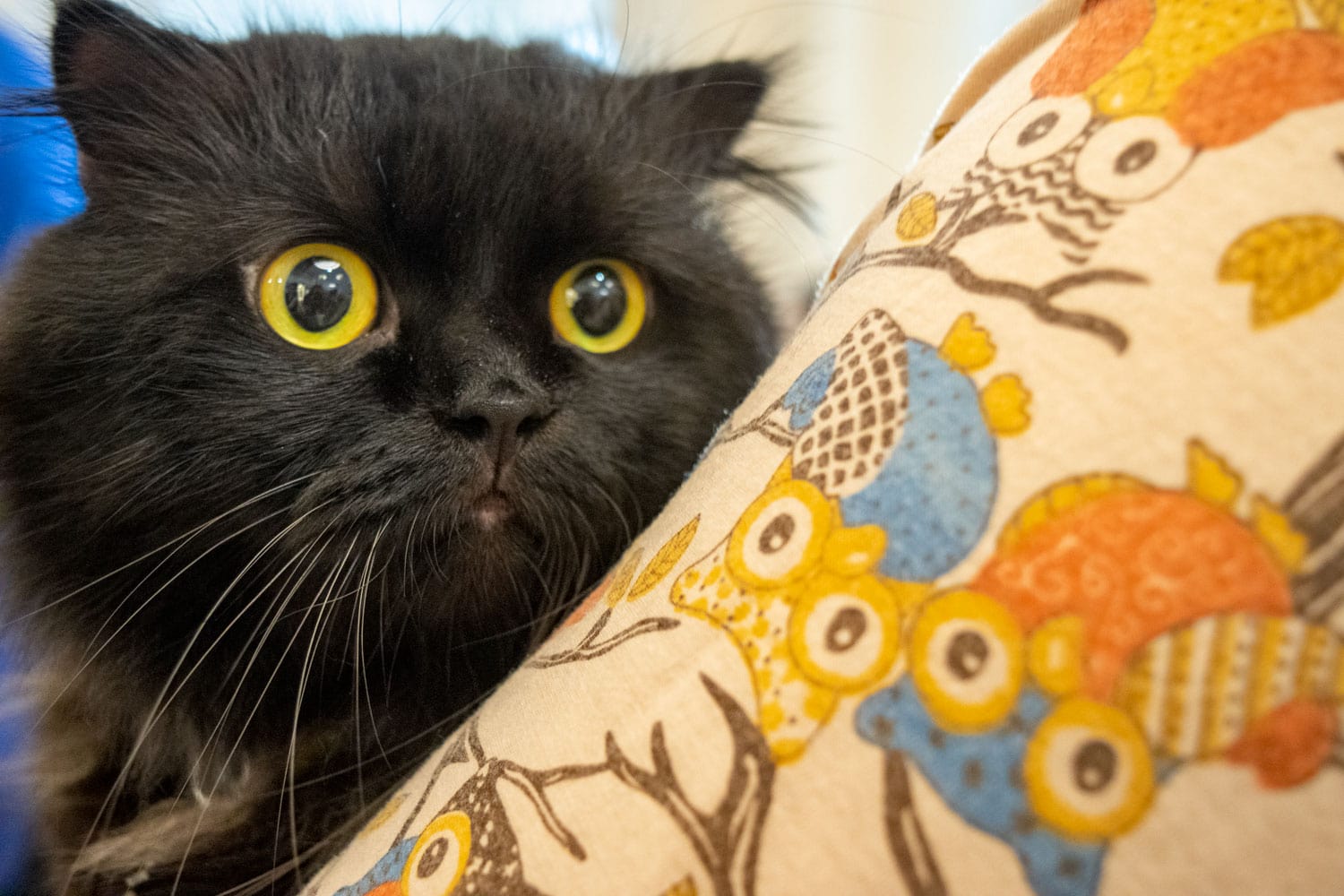 Singapore Cat Festival