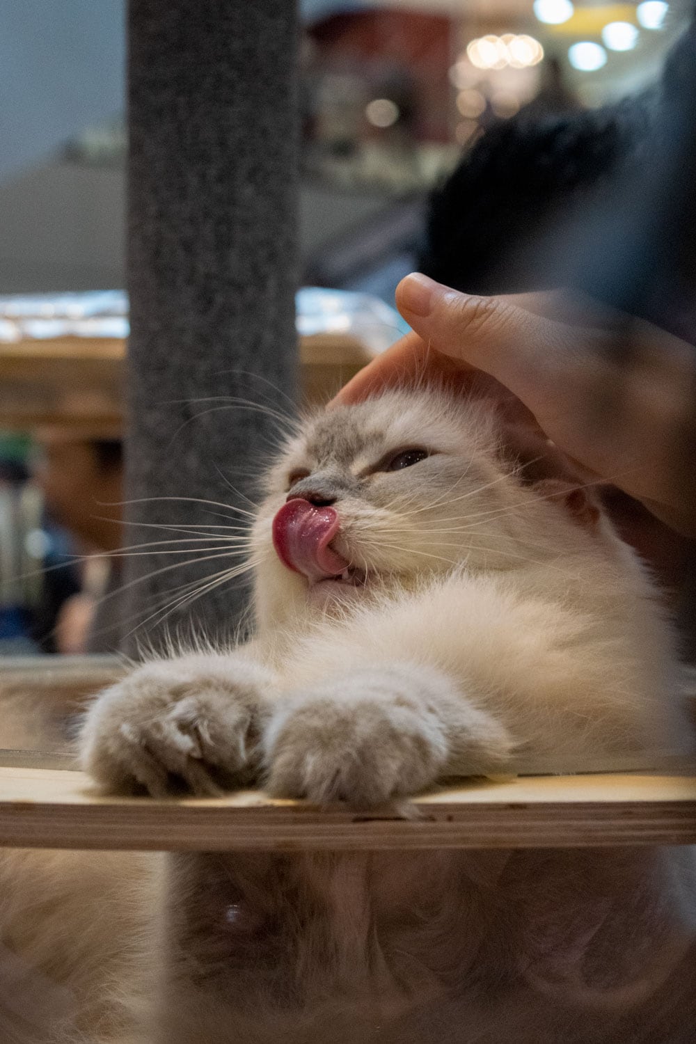 Singapore Cat Festival