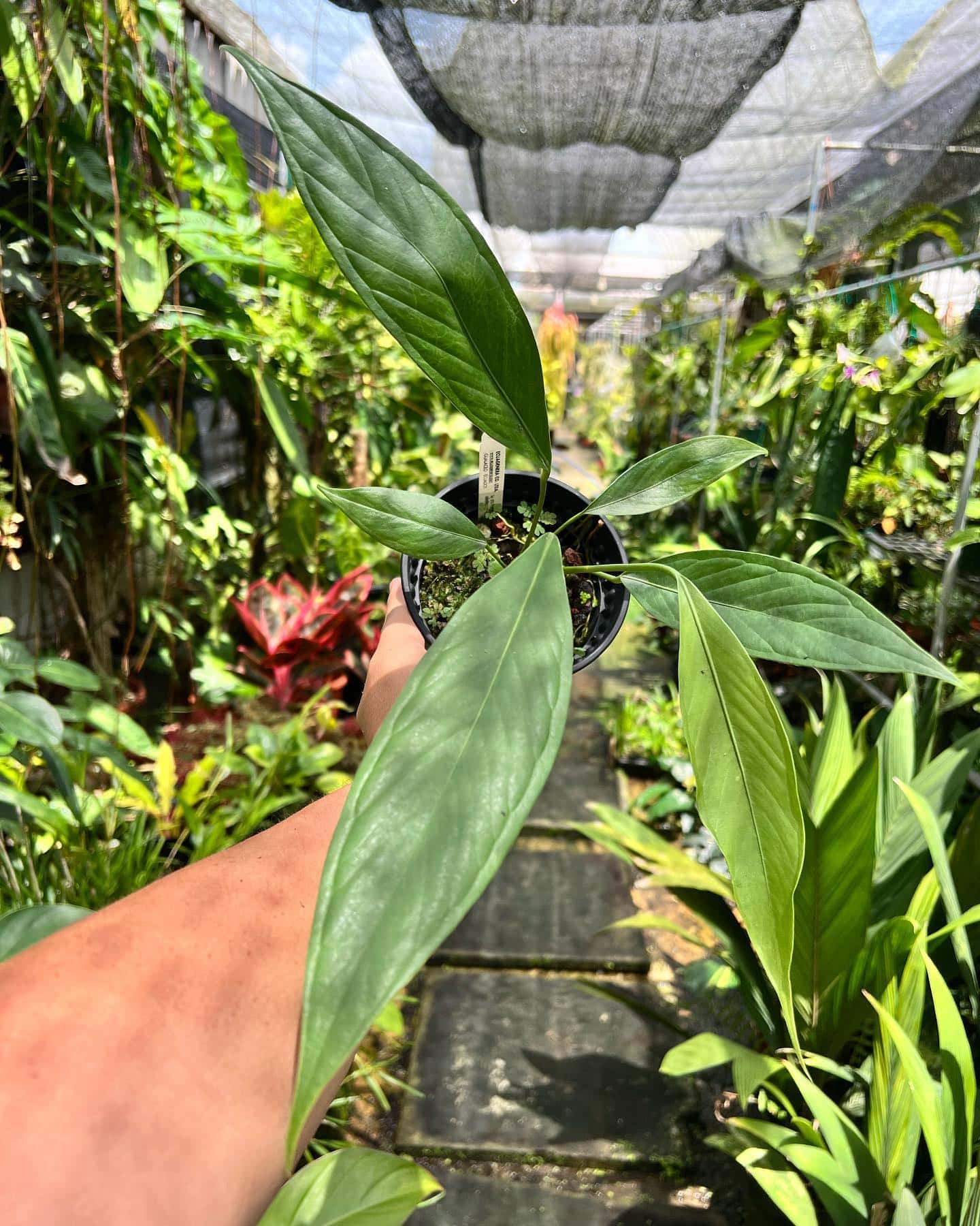 Green Market @ Boon Lay