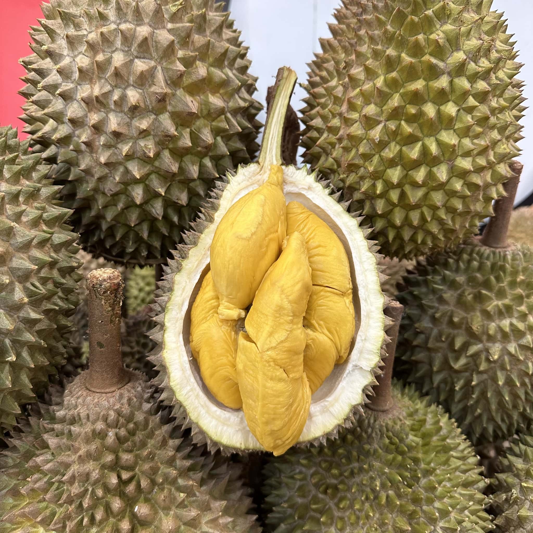 giant durian buffet