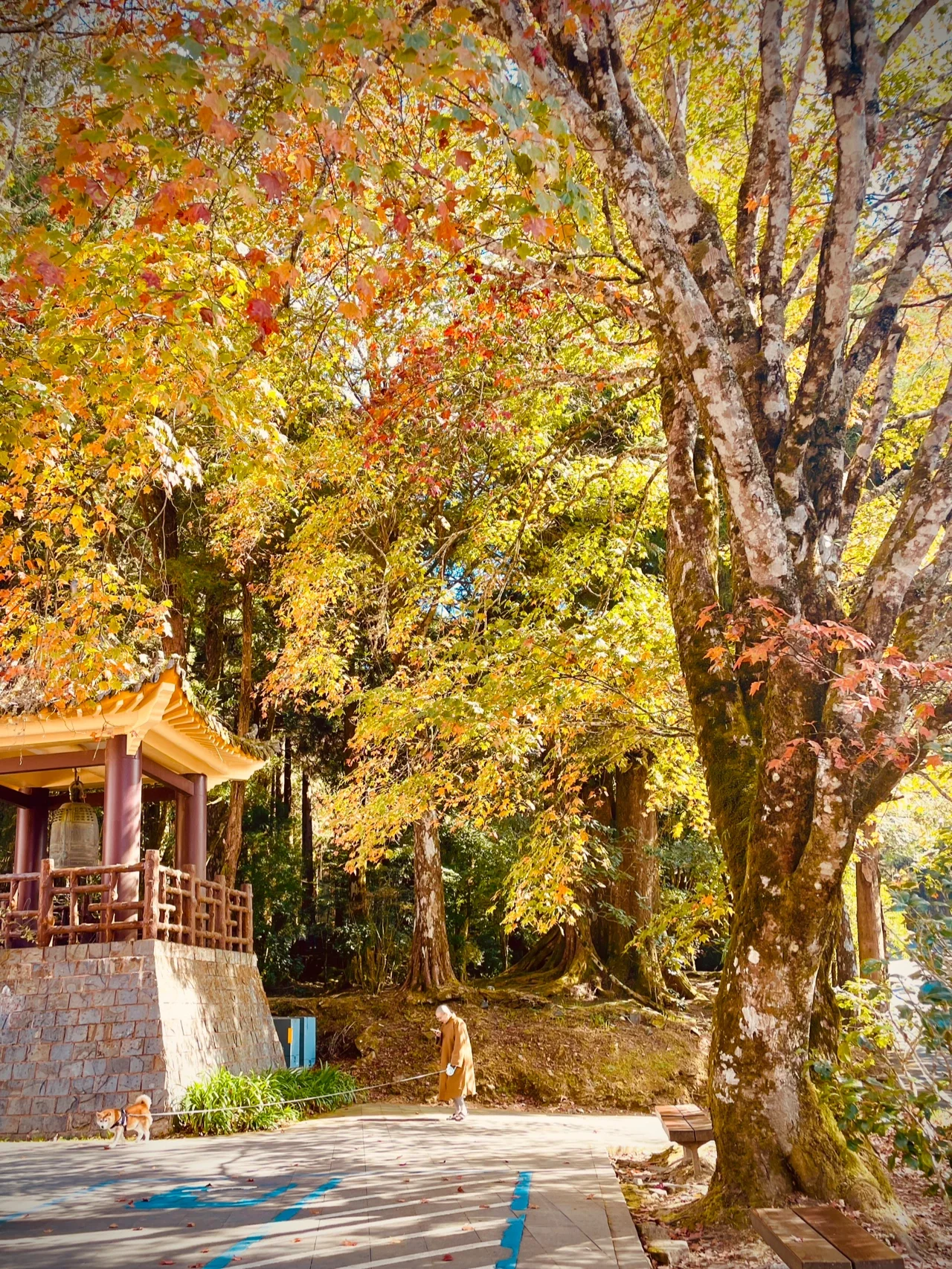 Alishan Forest Railway