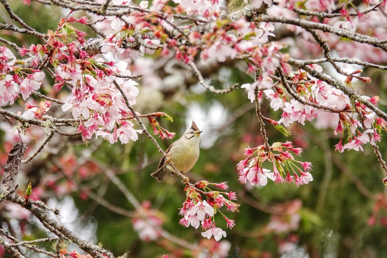Alishan Forest Railway