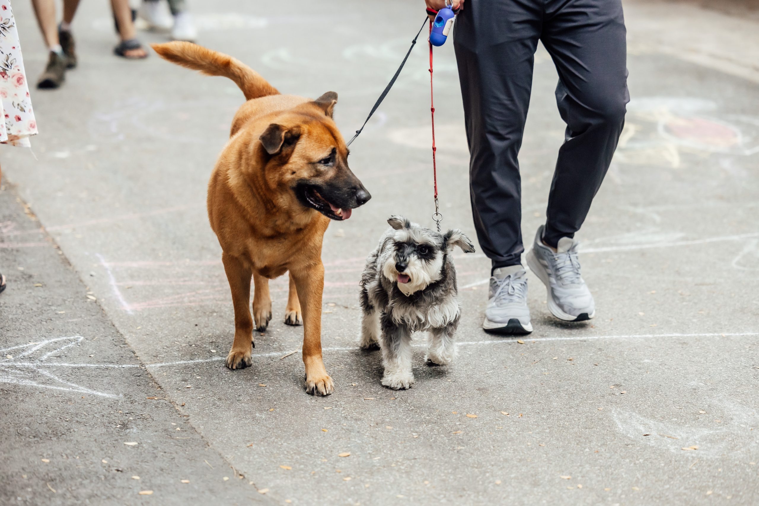 sentosa festive market