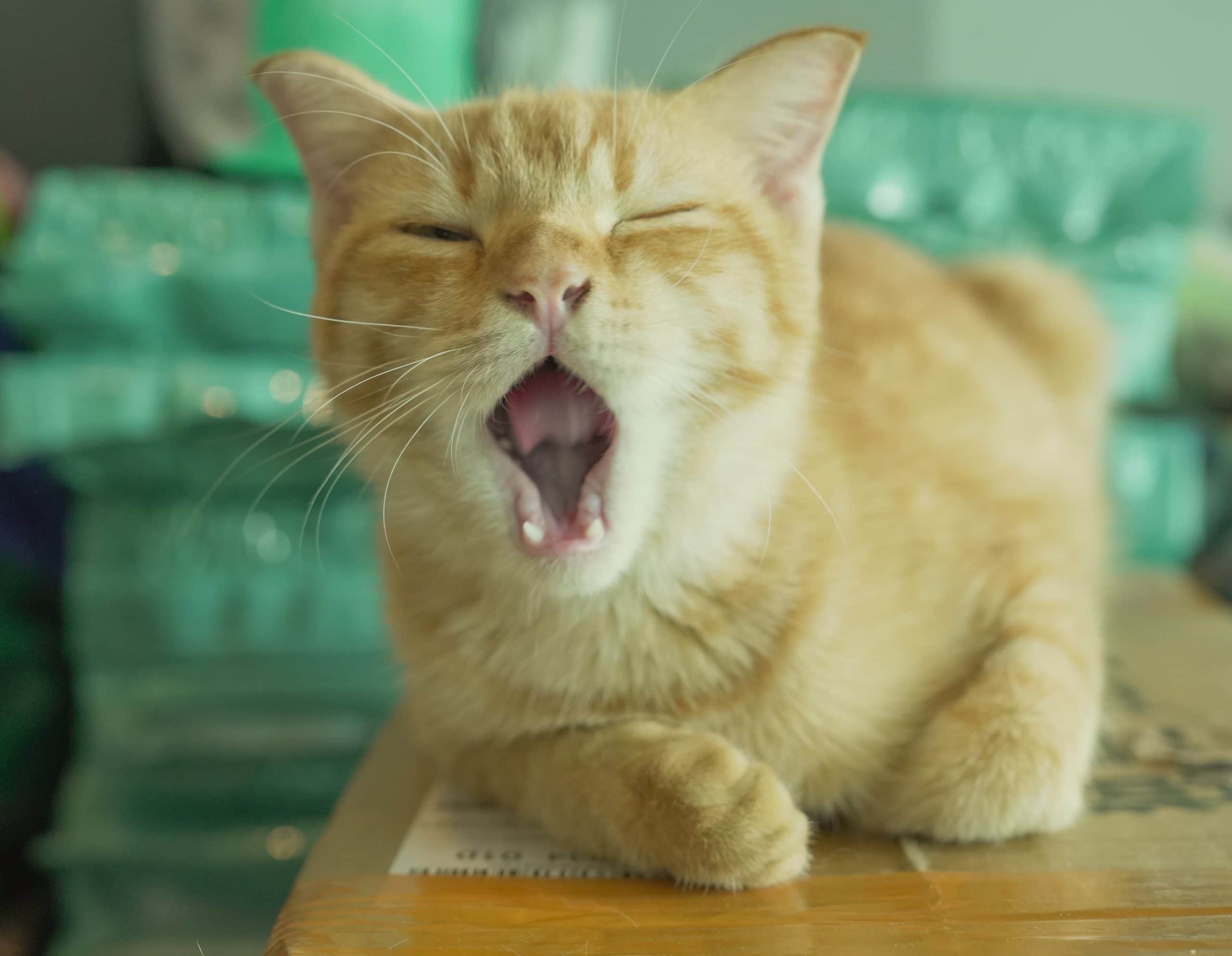 Me Cafe & Game OrchardGateway