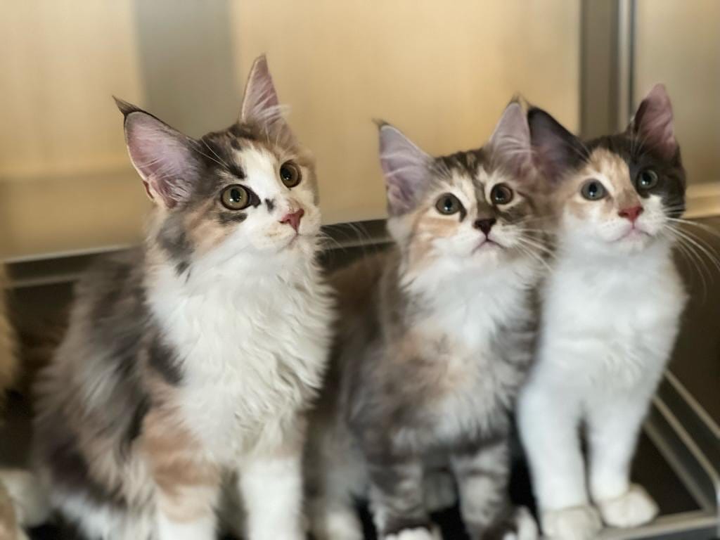 The Caffeine Experience