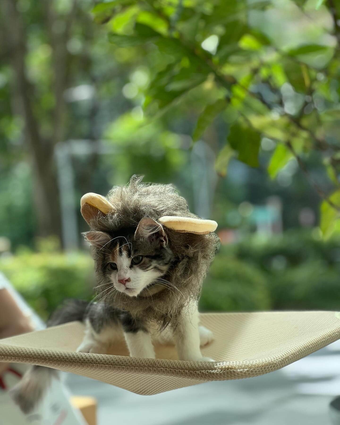 The Caffeine Experience