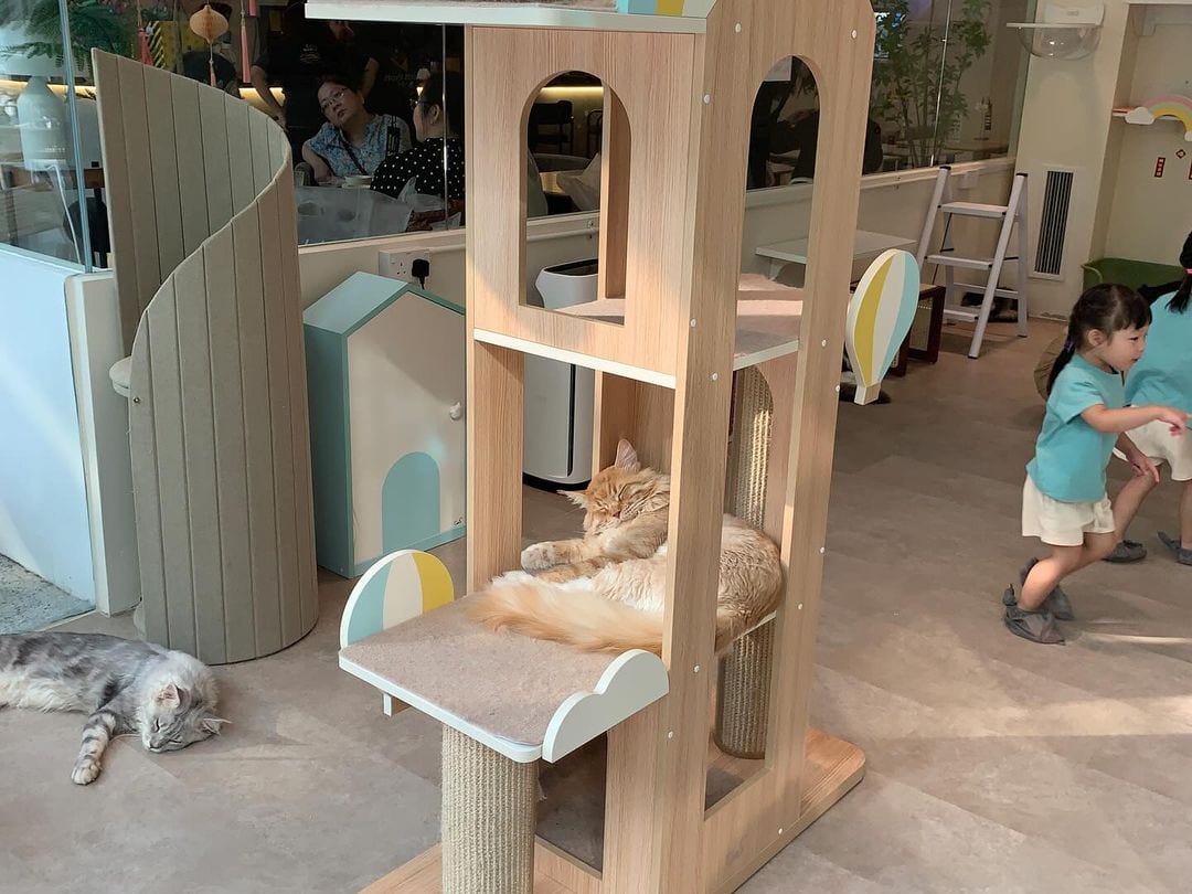 The Caffeine Experience