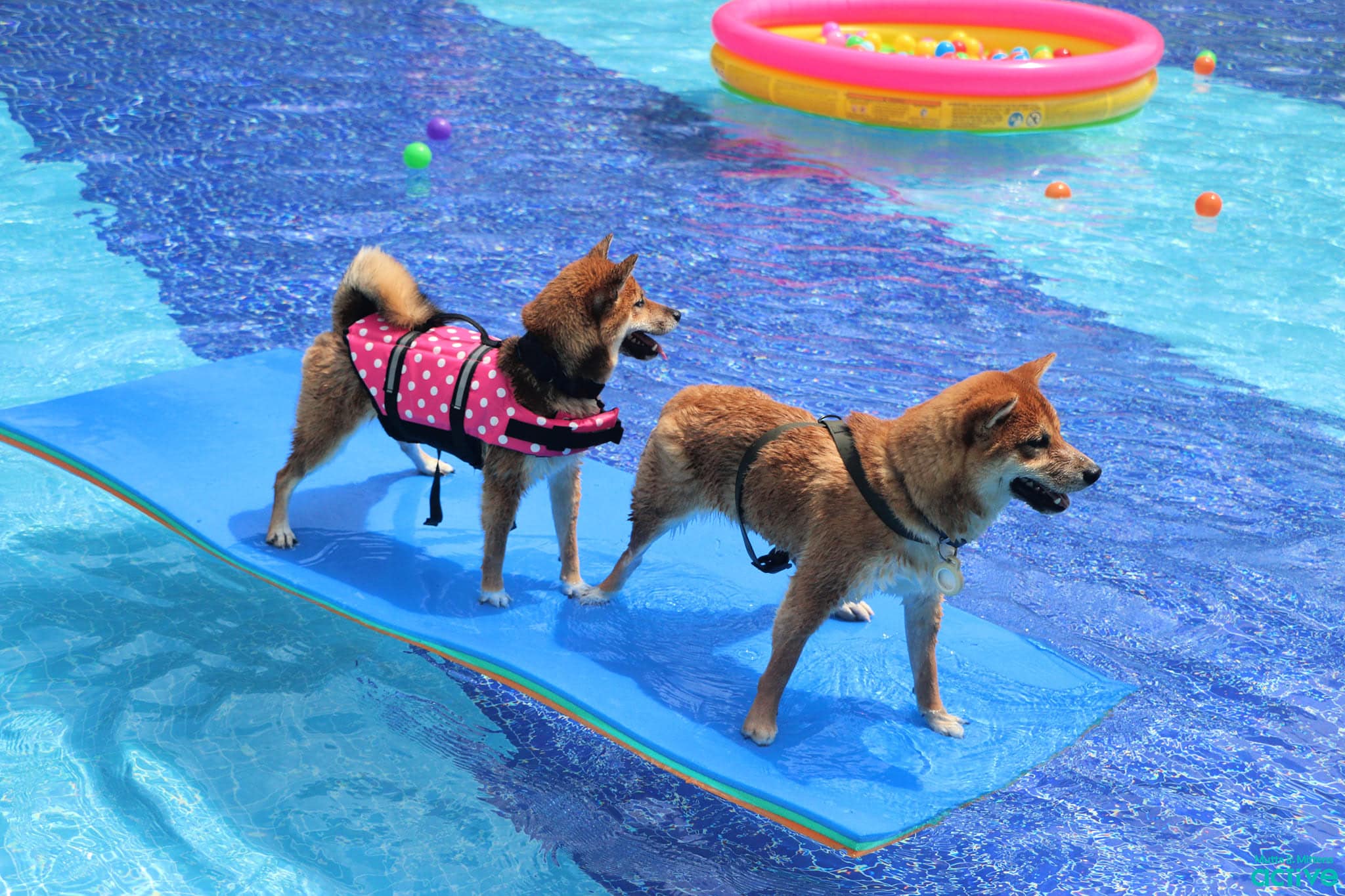 Fort Canine Swimming Club