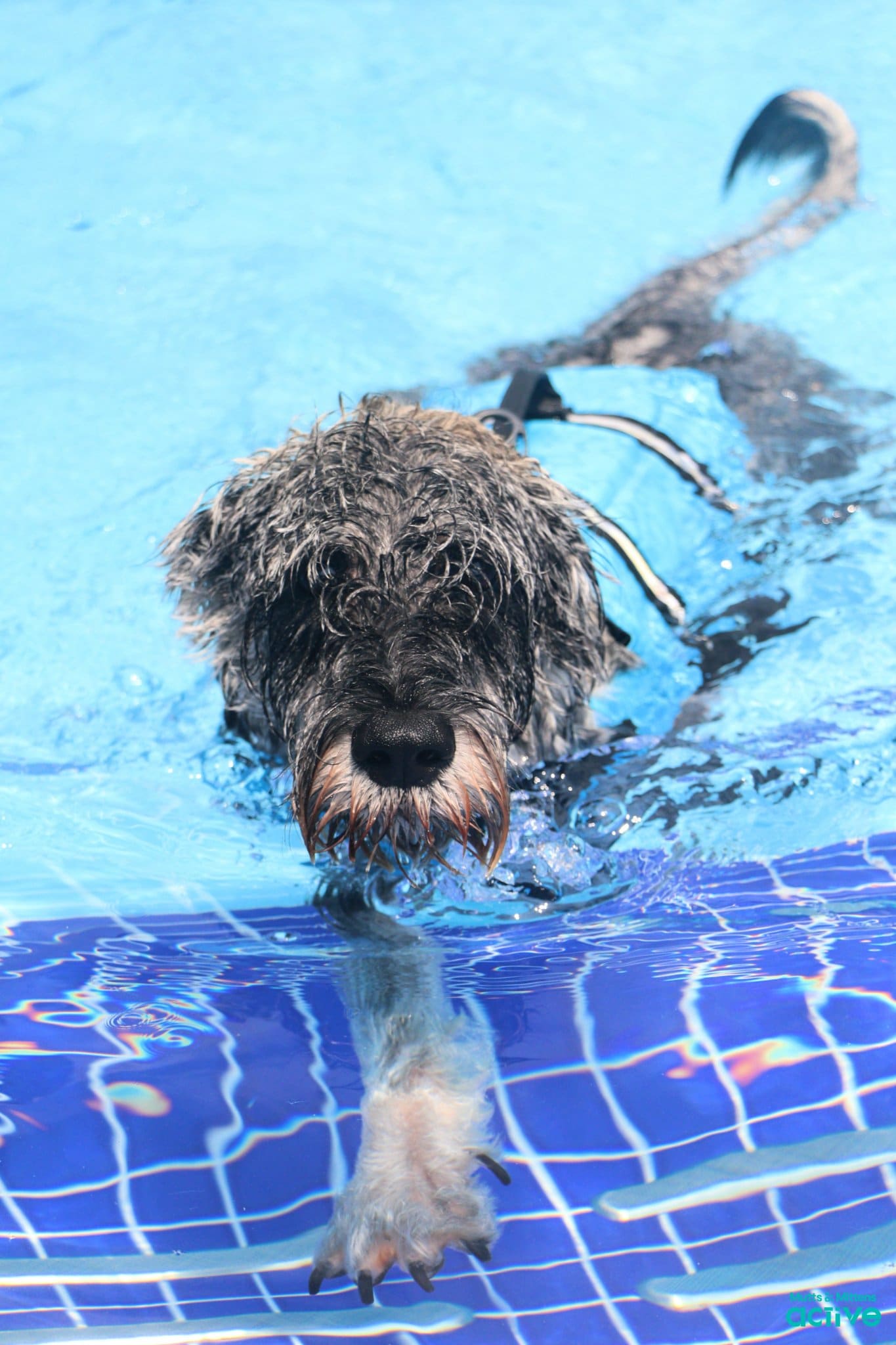 Fort Canine Swimming Club