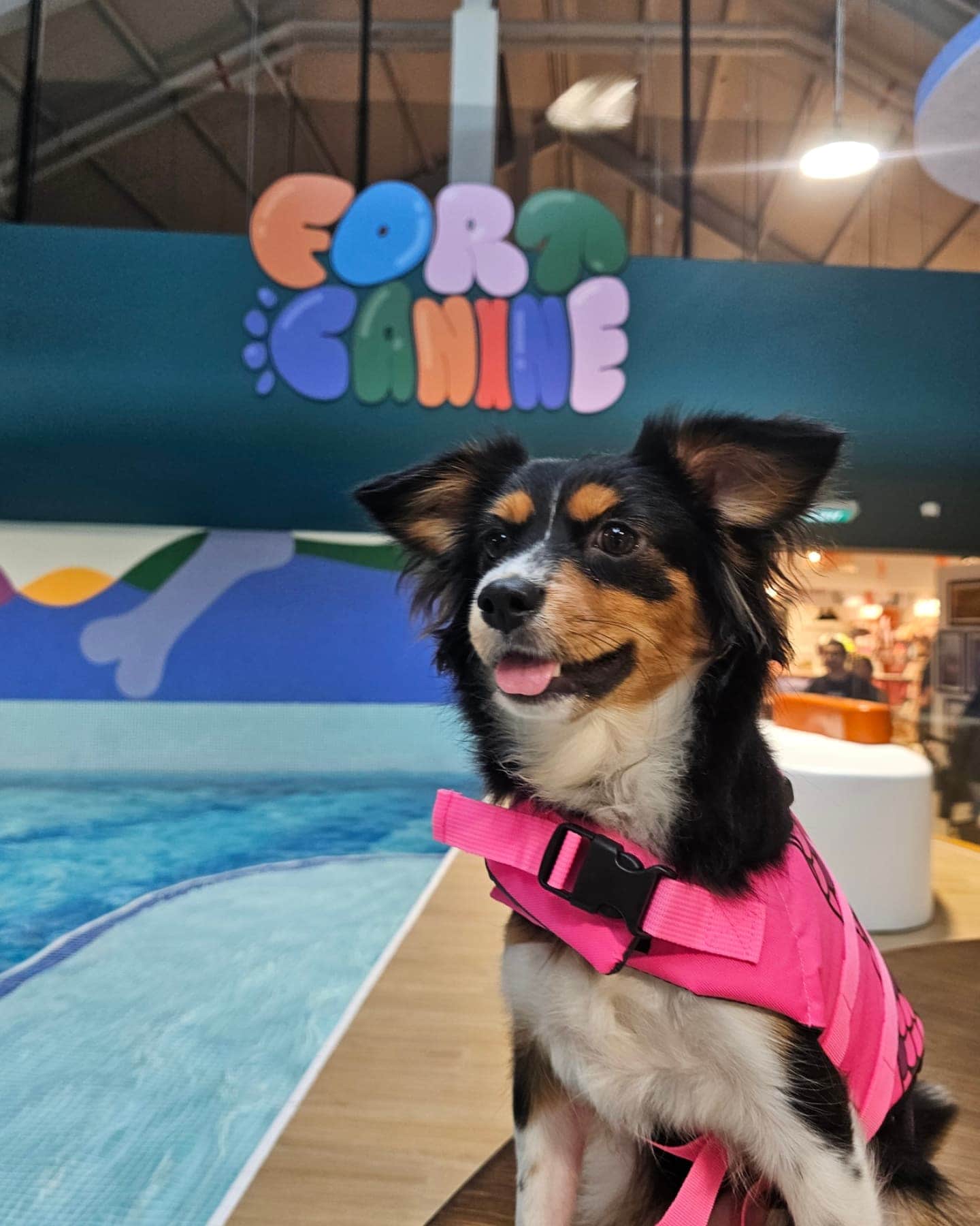 Fort Canine Swimming Club