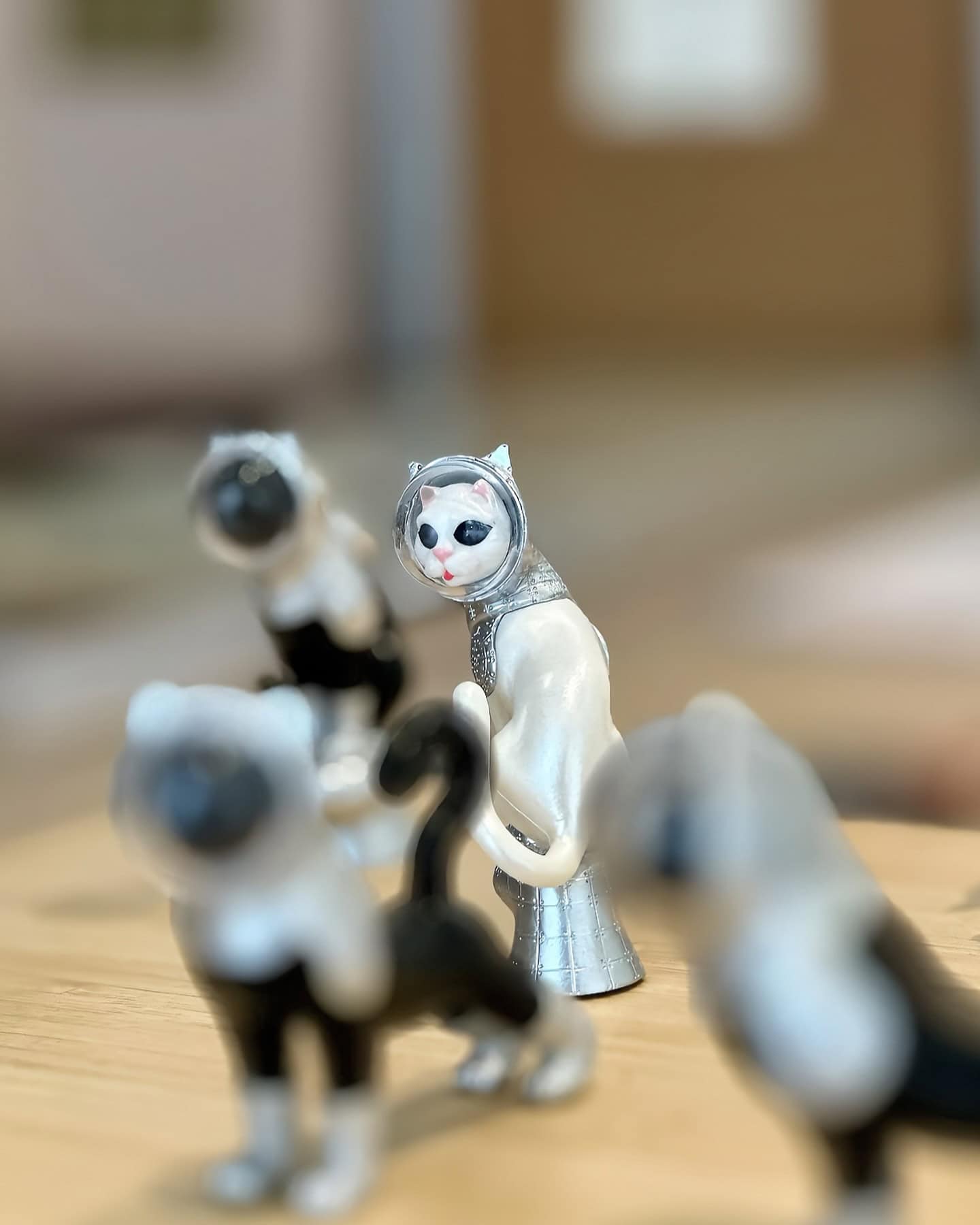 Cats in a Floating World