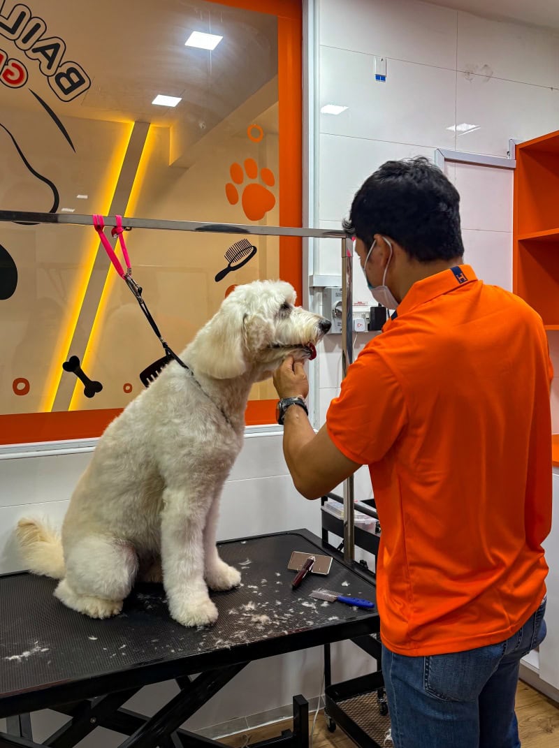 Bailey & Patch Pet Cafe