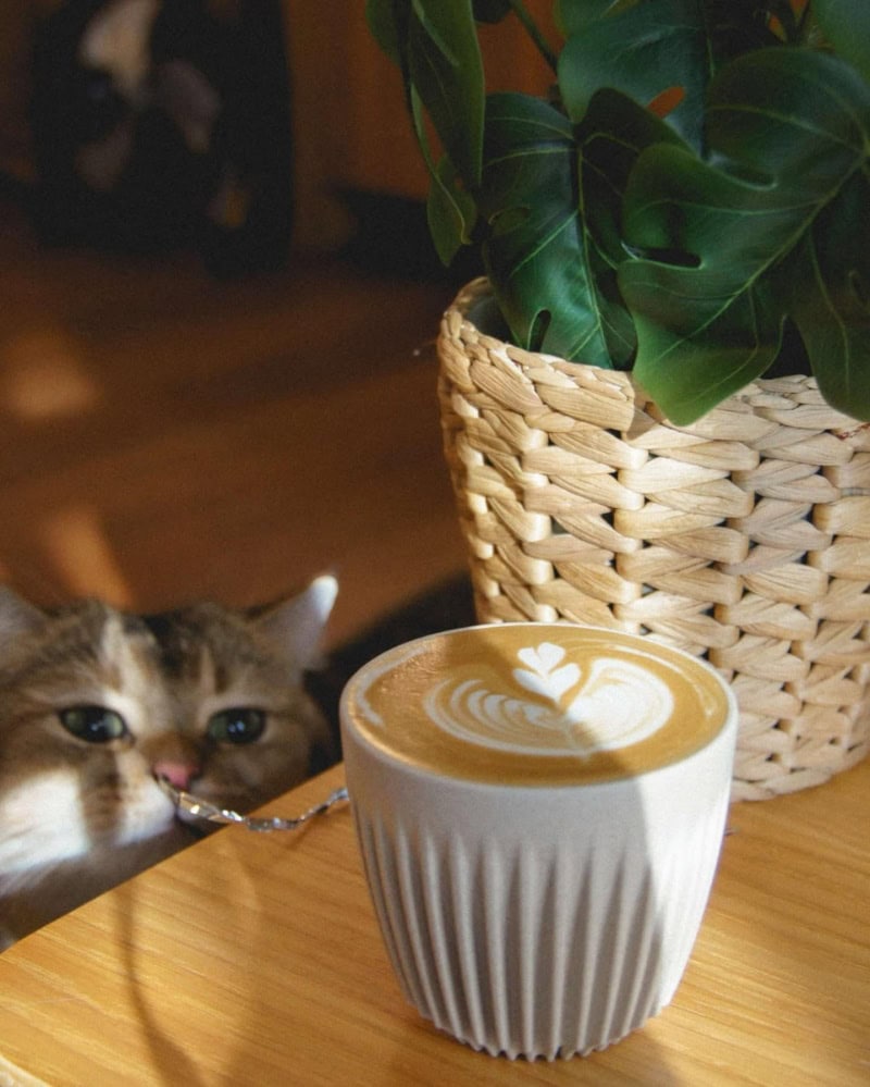 home-based cafes